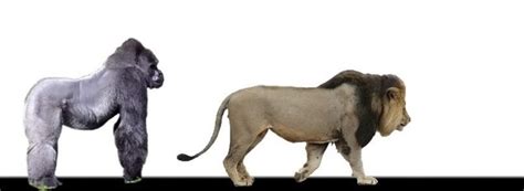 Maybe you would like to learn more about one of these? Who would win a fight between a male lion and a silver ...