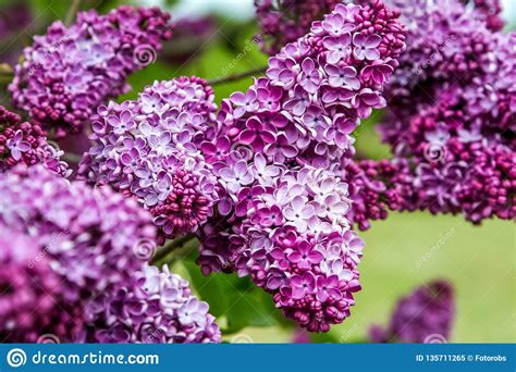 Blooming Pink Lilac Flowers In Spring Season Stock Image Image Of