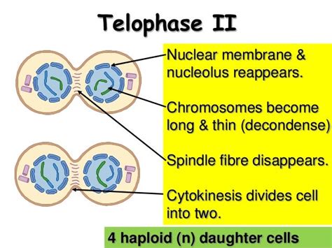 Telophase 2 Meiosis Under Microscope Micropedia