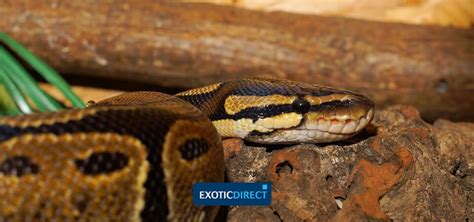 Most juveniles or baby ball pythons feed on baby rodents like hoppers or pinkies. Python costs: How much does it cost to keep a Royal (Ball ...