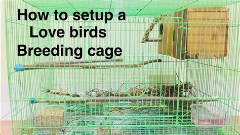 How To Breed Lovebirds How To Setup A Lovebirds Breeding Cage Youtube