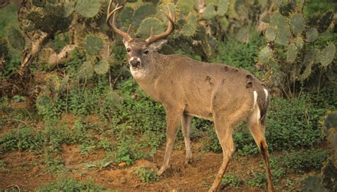What Kind Of Deer Are In Texas Sciencing