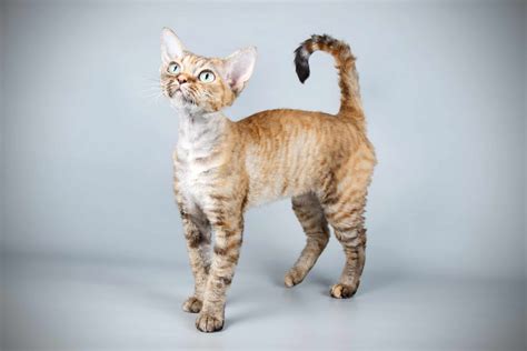 Devon Rex Cat Full Profile History And Care