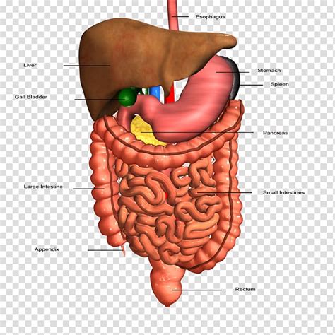 Gastrointestinal Tract Human Digestive System Organ Digestion Human