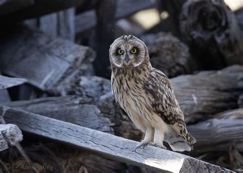 Fledgling Short Eared Owl Feathered Photography