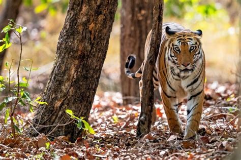 How To Participate In Tiger Conservation In India