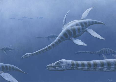 Plesiosaurus Pictures And Facts The Dinosaur Database