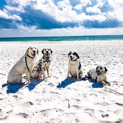 Check Out The Best Dog Friendly Beaches In Florida From Coastal Living