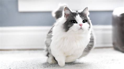 Munchkin Cat Breed Information Images Characteristics Health