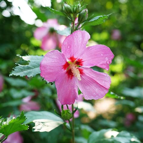 proven winners red paraplu rouge rose of sharon hibiscus flowering shrub in 1 quart pot in the