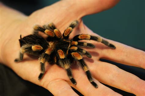 So, what do spiders eat to sustain themselves? Animals - Mobile Petting Zoo