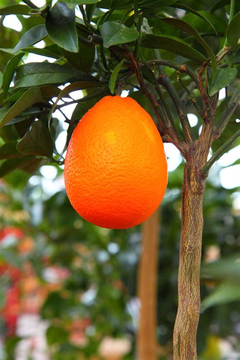Growing Orange On Tree Free Stock Photo Public Domain Pictures