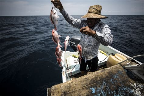 Buena Pesca Consumo Responsable — Pelagic Life