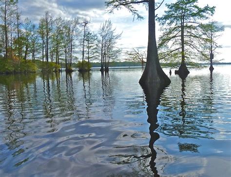 Great Dismal Swamp Lake Drummond Bald Cypress Trees Sam Cooper