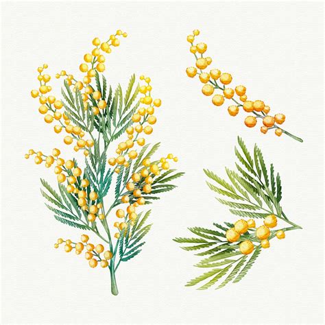 Premium Vector Watercolor Mimosa Flower Illustration