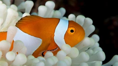 Discus Fish Underwater Wallpaper Iphone Android And Desktop Backgrounds