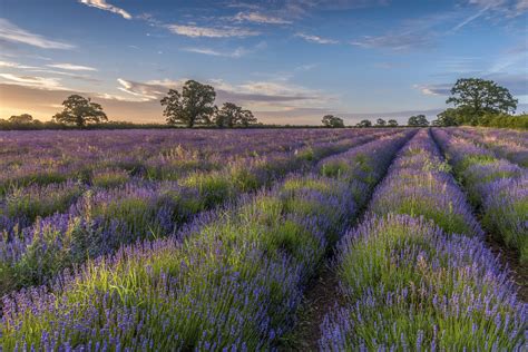 Nature Purple Flower Field Summer Lavender Wallpaper