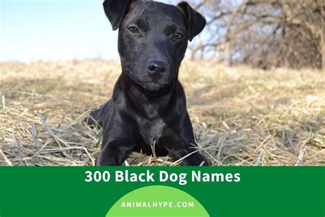 300 Black Dog Names Cute And Funny Animal Hype
