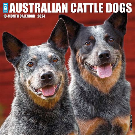 Australian Cattle Dog Ts
