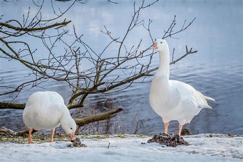 Emden Geese On The Water Front Photograph By Tim Abeln Fine Art America