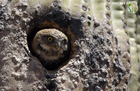 In birds of the world (s. Cactus ferruginous pygmy-owl, Glaucidium brasilianum ...