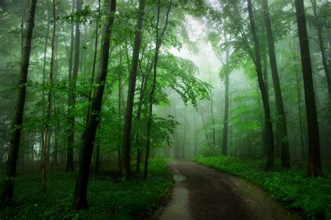 Dirt Path In Misty Green Forest Hd Wallpaper Background Image