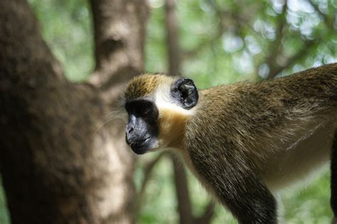 Filegreen Monkey Wikimedia Commons