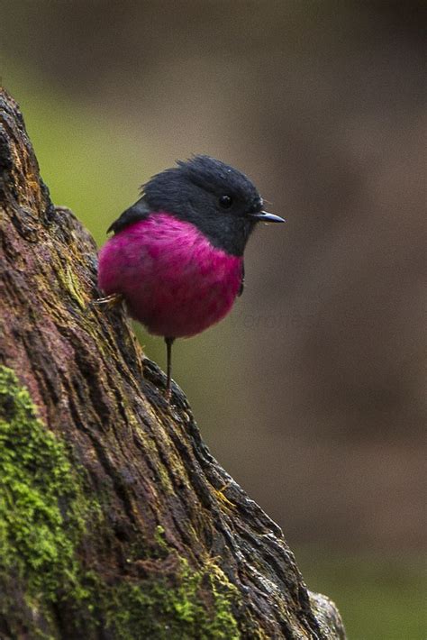 All Sizes Pink Robin Mtfield Tasmanias4e6915 Flickr Photo Sharing