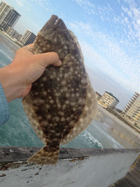 Add in the beef broth, diced tomatoes, tomato sauce, italian seasoning, bay leaf, smoked paprika, and crushed red pepper. How to Catch Flounder | Fishing from Florida Shores