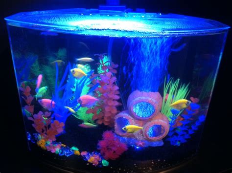 Neon Glofish Tank Rin Aquarium Fish
