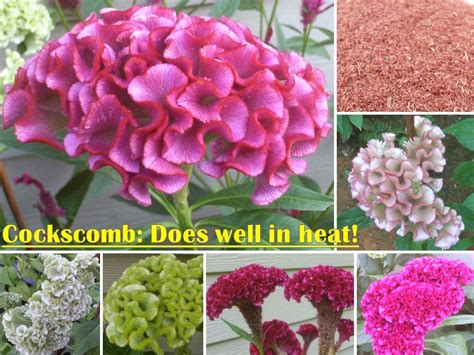 Here at joshua tree national park there is more. Cockscomb or Celosia is a dramatic annual that does well ...