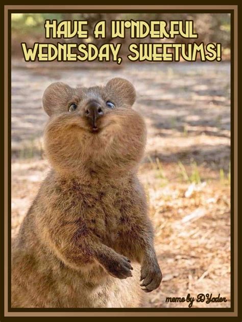Have A Wonderful Wednesday Sweetums Quokka Happy Animals Funny