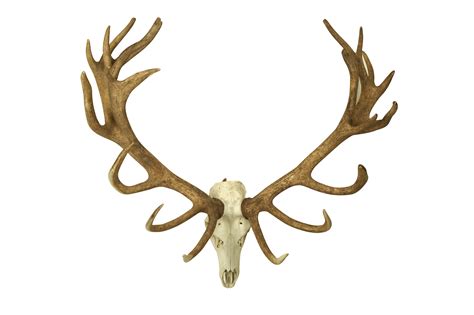 Lot 218 A Large 22 Point English Stag Antlers And