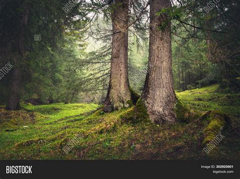 Green Forest Nature Image And Photo Free Trial Bigstock