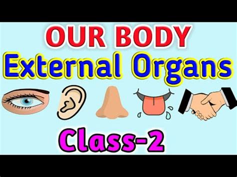 Class Our Body External Organs Science Youtube