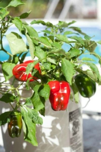 Growing Peppers In Containers Thriftyfun