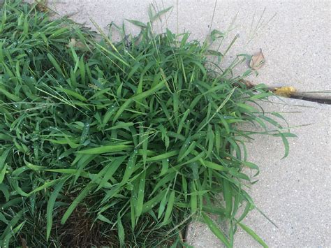 When To Apply Crabgrass Preventer In Maryland
