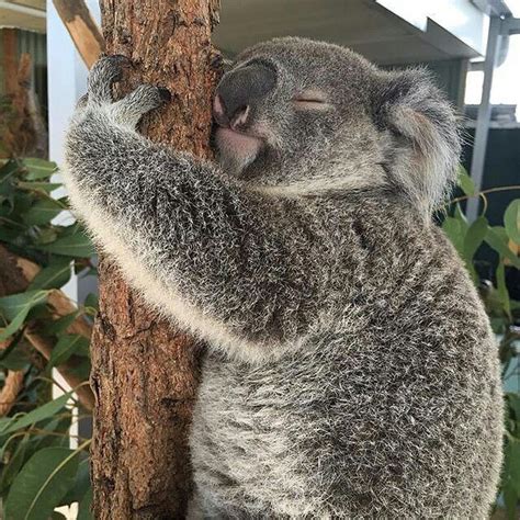 Pin On Koala Little Aussie Cuties