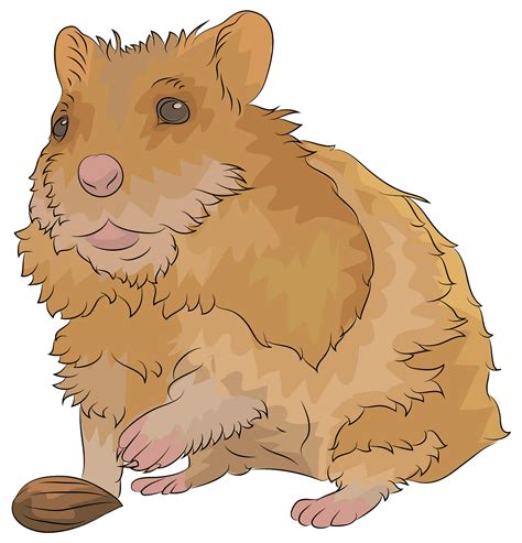 32 Best Ideas For Coloring Cartoon Hamster