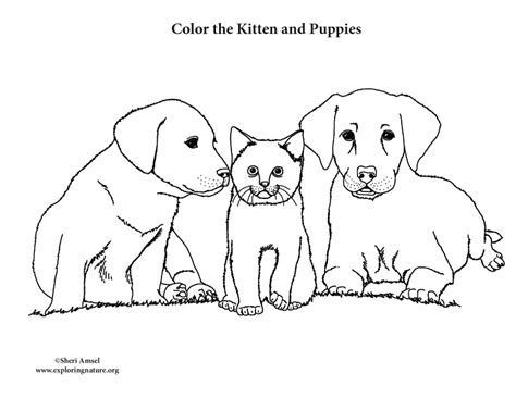 Kitten and Puppies – Coloring Nature