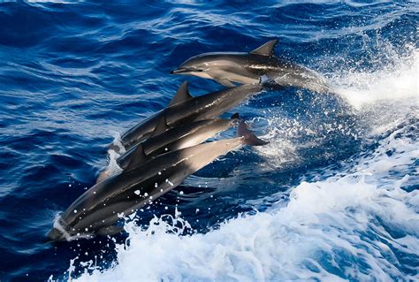 Atlantic Ocean, Dolphins, 2006 : Jeff Shea