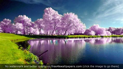 🔥 Download Purple Trees Nature 4k Wallpaper Desktop In By Erinc8