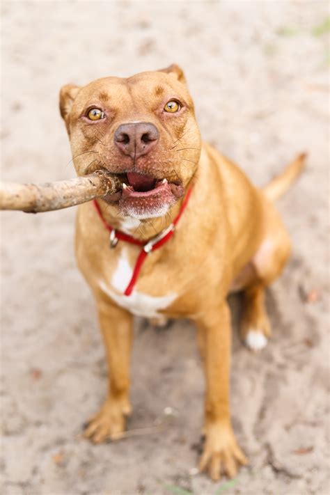 How to choose the right white pitbull puppy? brown and white american pitbull terrier mix puppy photo - Free Dog Image on Unsplash