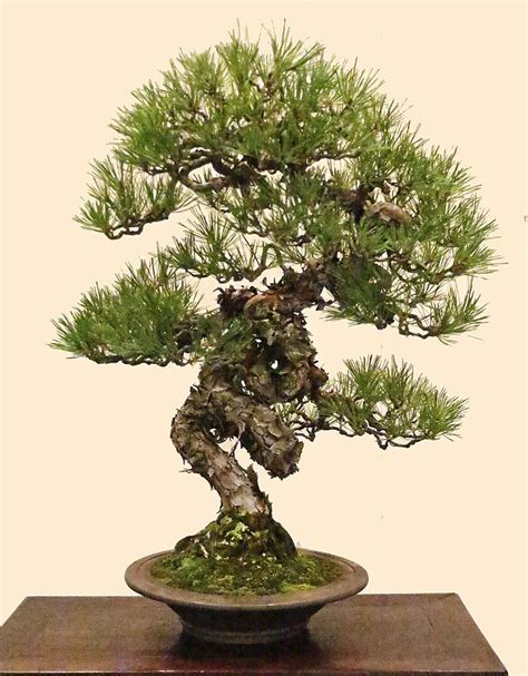 Japanese Red Pine Pinus Densiflora Bonsai Tree Types Indoor Bonsai Tree Indoor Bonsai