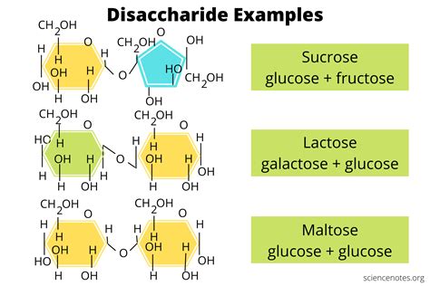 Die Fermentation Von Glukose Saccharose Und Laktose Durch Bacillus