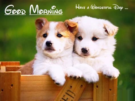 Good Morning With Dogs Image Good Morning Wishes And Images