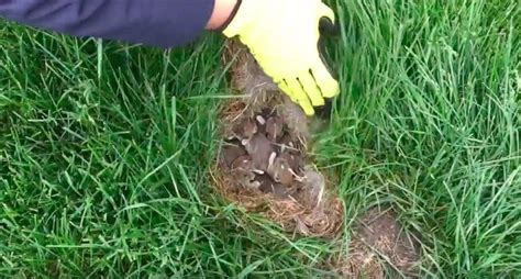 Ever Find A Rabbits Nest In Your Yard Heres What To Do