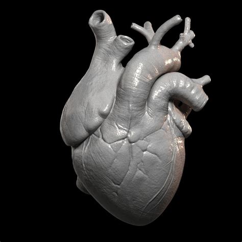 Heart Print Human 3d Model 3d Printable Cgtrader