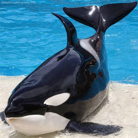 Shouka Killer Whale Wiki Fandom