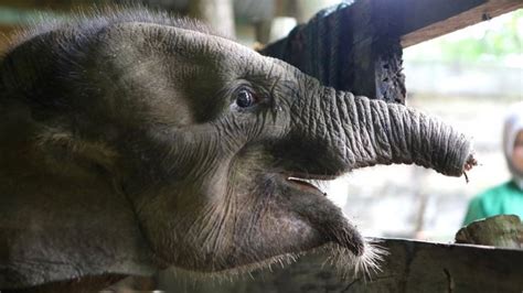 Filhote De Elefante Morre Ap S Perder Metade Da Tromba Em Armadilha De